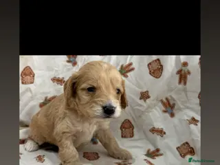 Cockapoo dogs Cockapoo puppy’s - Advert 2