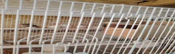 Finches birds for sale: Zebra finch  - Advert 4