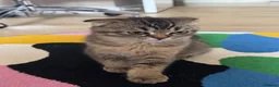 Scottish Fold cats for sale: Scottish Fold Girl Kitten - Advert 3