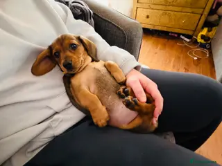 Miniature Dachshund dogs LAST ONE ‼️REDUCED ‼️READY NOW✅ 5 stars 🌟 ✅ - Advert 8