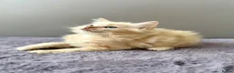 Ragdoll cats for sale: TICA registered cherubim ragdoll kittens - Advert 18
