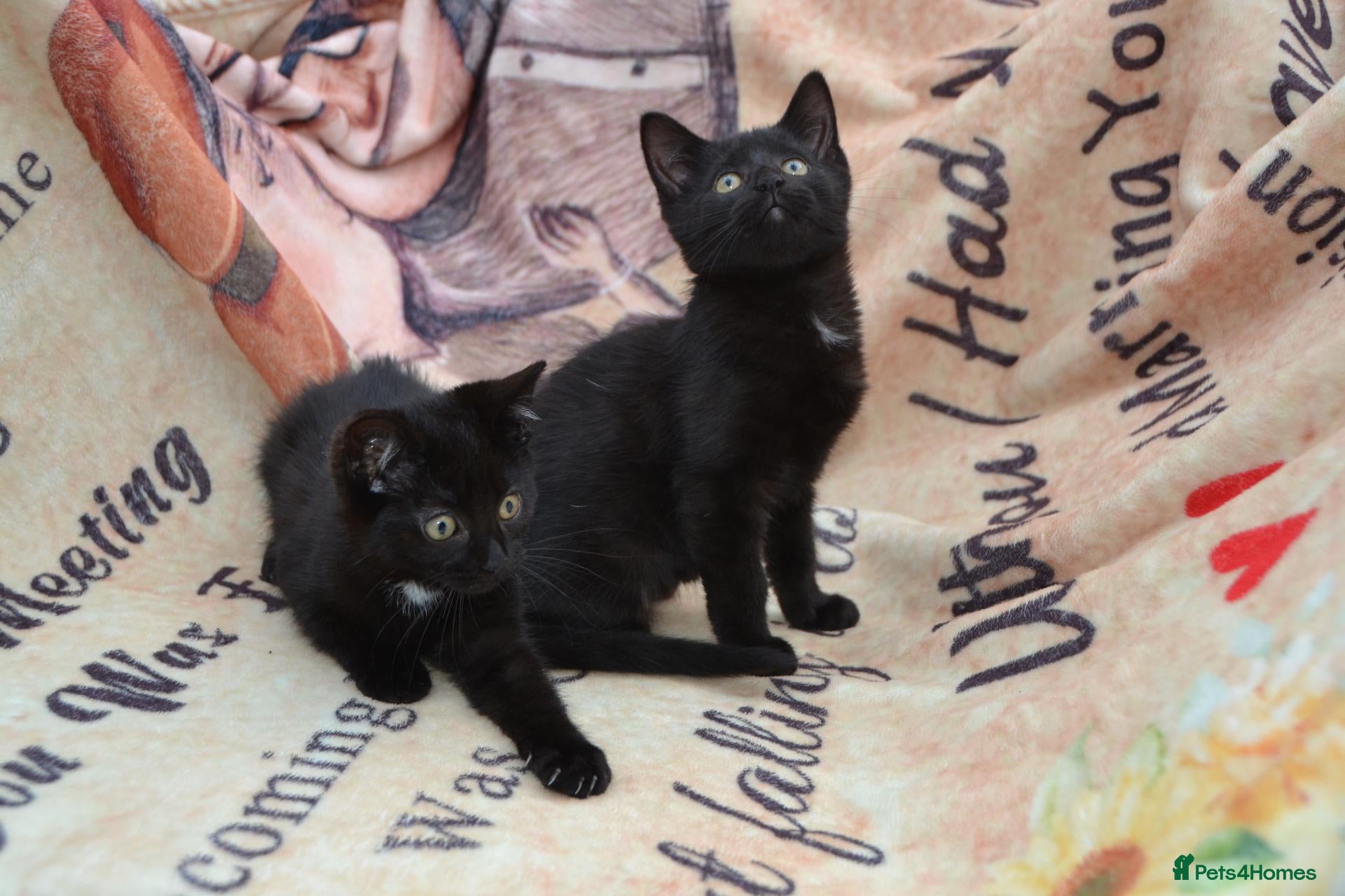 Mixed Breed cats Gorgeous Ragdoll/Bombay Mixed Kittens - Advert 8
