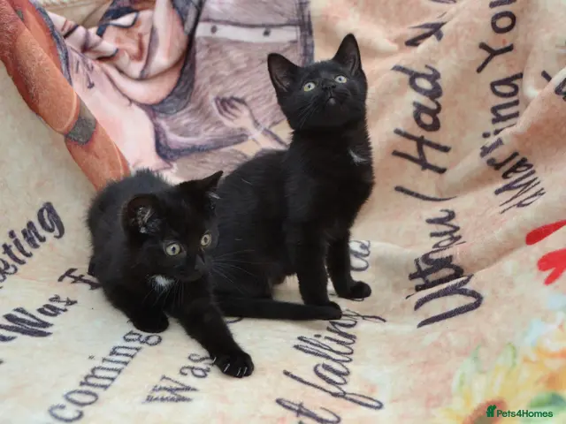 Mixed Breed cats Gorgeous Ragdoll/Bombay Mixed Kittens - Advert 12