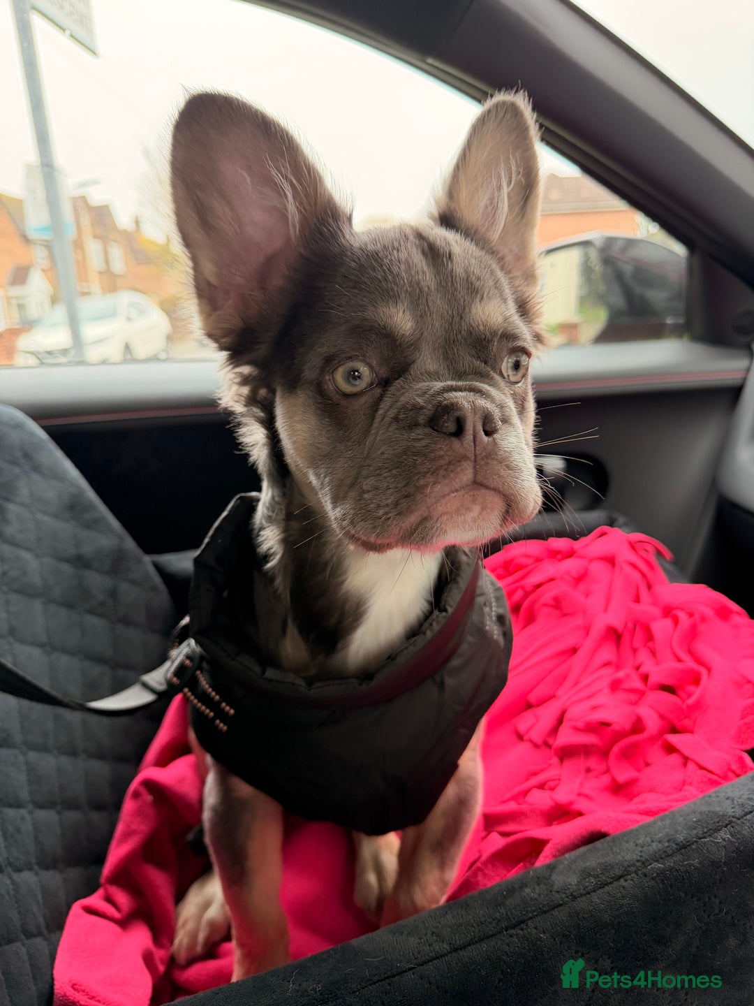 French Bulldog dogs for sale: Buffy the Fluffy Female French Bulldog - Advert 2