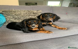 Cocker Spaniel dogs for stud: Black and tan Cocker Spaniel for stud - Image 12