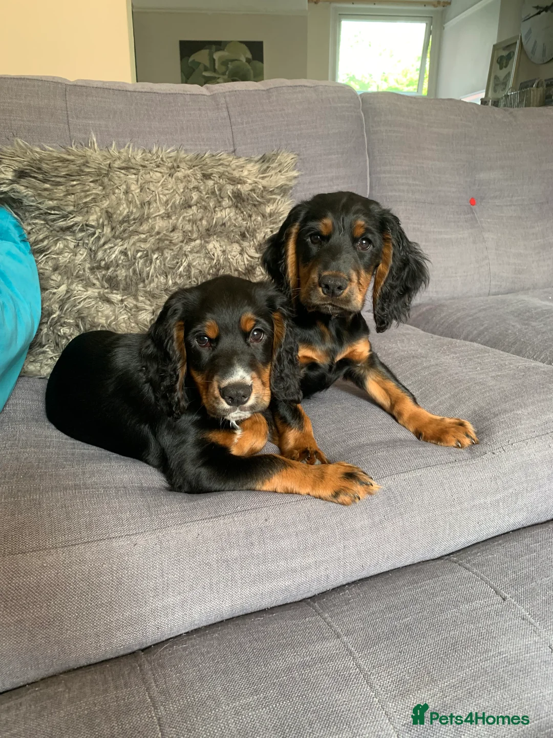 Cocker Spaniel dogs for stud: Black and tan Cocker Spaniel for stud - Advert 12