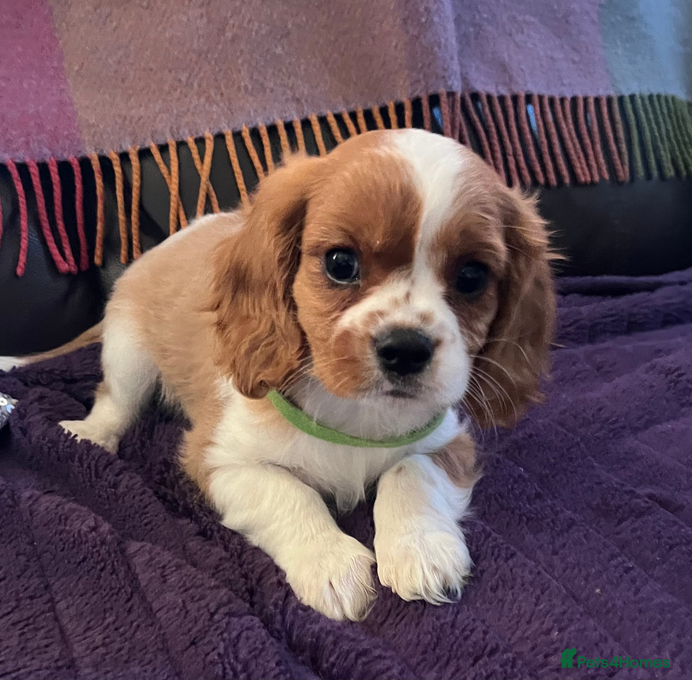 Cavalier King Charles Spaniel dogs Stunning cavalier King Charles boys - Advert 15