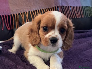 Cavalier King Charles Spaniel dogs Stunning cavalier King Charles boys - Advert 13