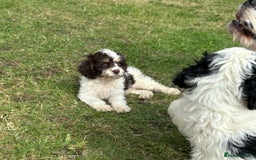 Cockapoo dogs for sale: AMERICAN COCKAPOO PUPPIES FOR SALE  - Image 4