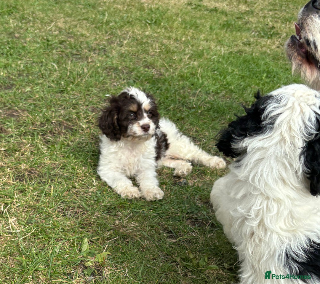 Cockapoo dogs for sale: AMERICAN COCKAPOO PUPPIES FOR SALE  - Image 4