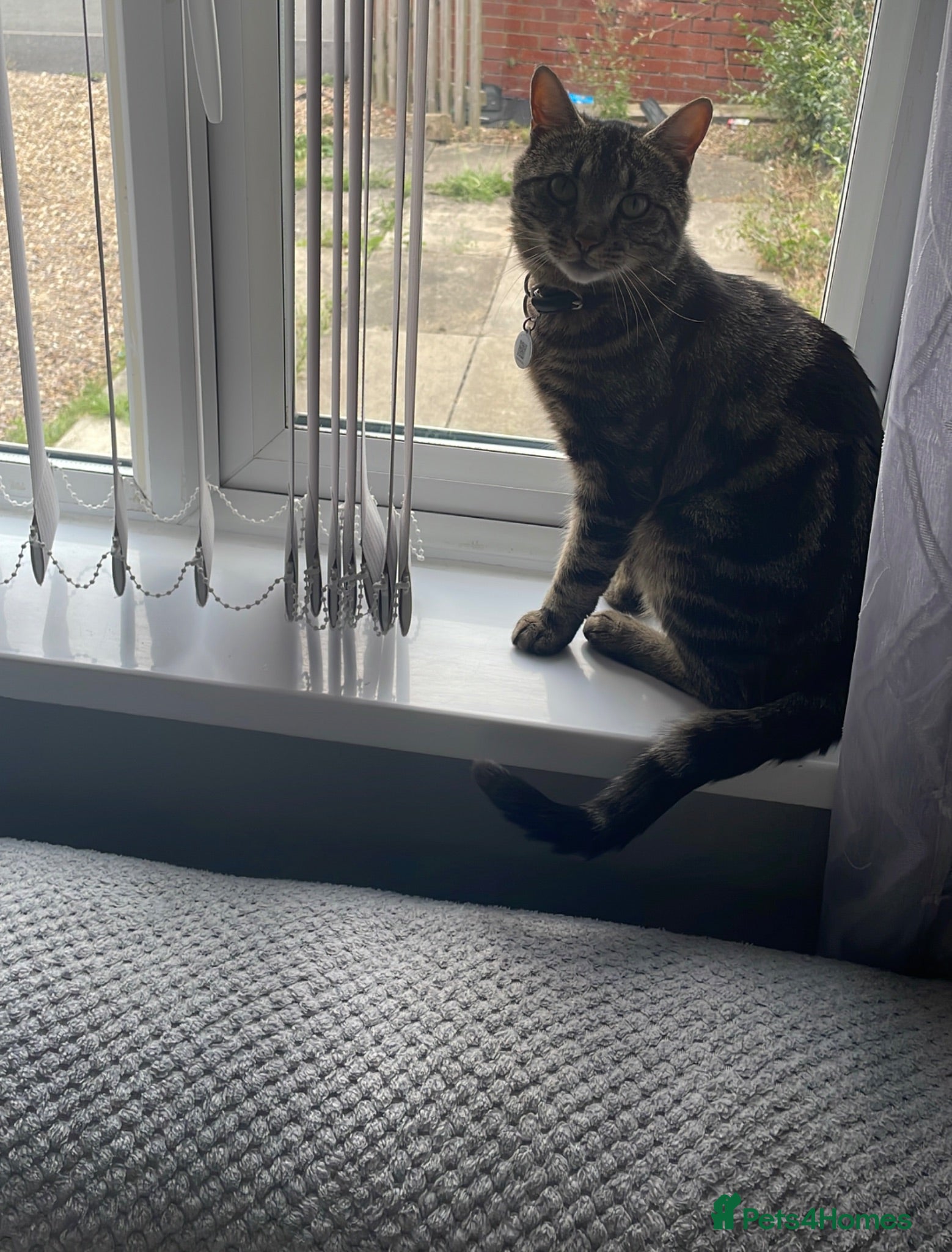 Domestic Shorthair cats Dougie male cat - Advert 13