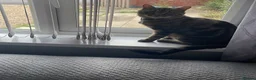 Domestic Shorthair cats for sale: Dougie male cat - Advert 1