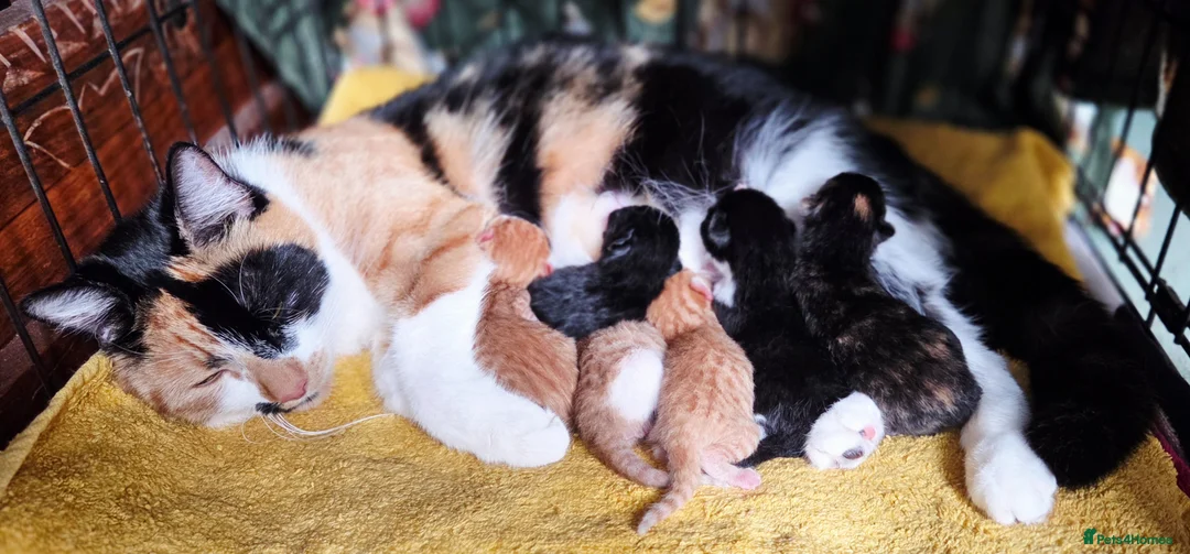 Domestic Shorthair cats for sale: Beautiful, healthy & happy kittens for rehoming in Cranbrook - Advert 1