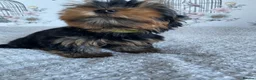 Yorkshire Terrier dogs for sale: Yorkshire Terrier puppies  - Advert 24