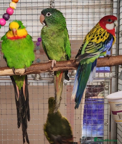 Parrots birds for sale in Wolverhampton - Advert 5