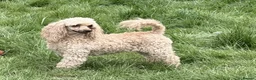 Miniature Poodle dogs for adoption: 🐾 AKSHIE – Female Poodle in West Malling - Advert 4
