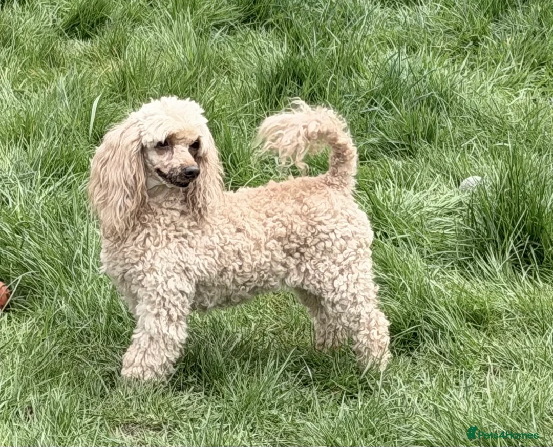 Miniature Poodle dogs for adoption: 🐾 AKSHIE – Female Poodle in West Malling - Advert 4