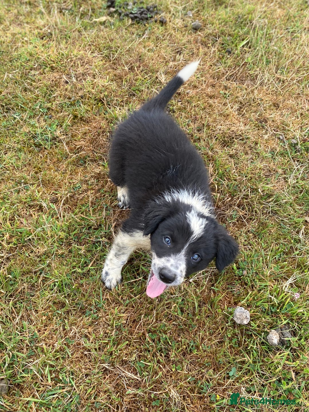 Border Collie dogs for sale: Border collie puppies  - Image 3