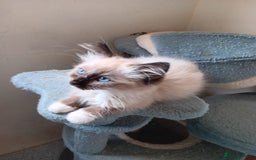 Ragdoll cats for sale: Ragdoll kittens for sale  - Image 4