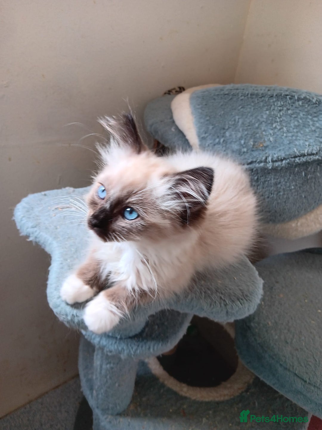Ragdoll cats for sale: Ragdoll kittens for sale  - Image 4