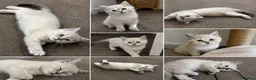 British Shorthair cats for sale: Beautiful Ragdoll Kittens Available - Advert 1