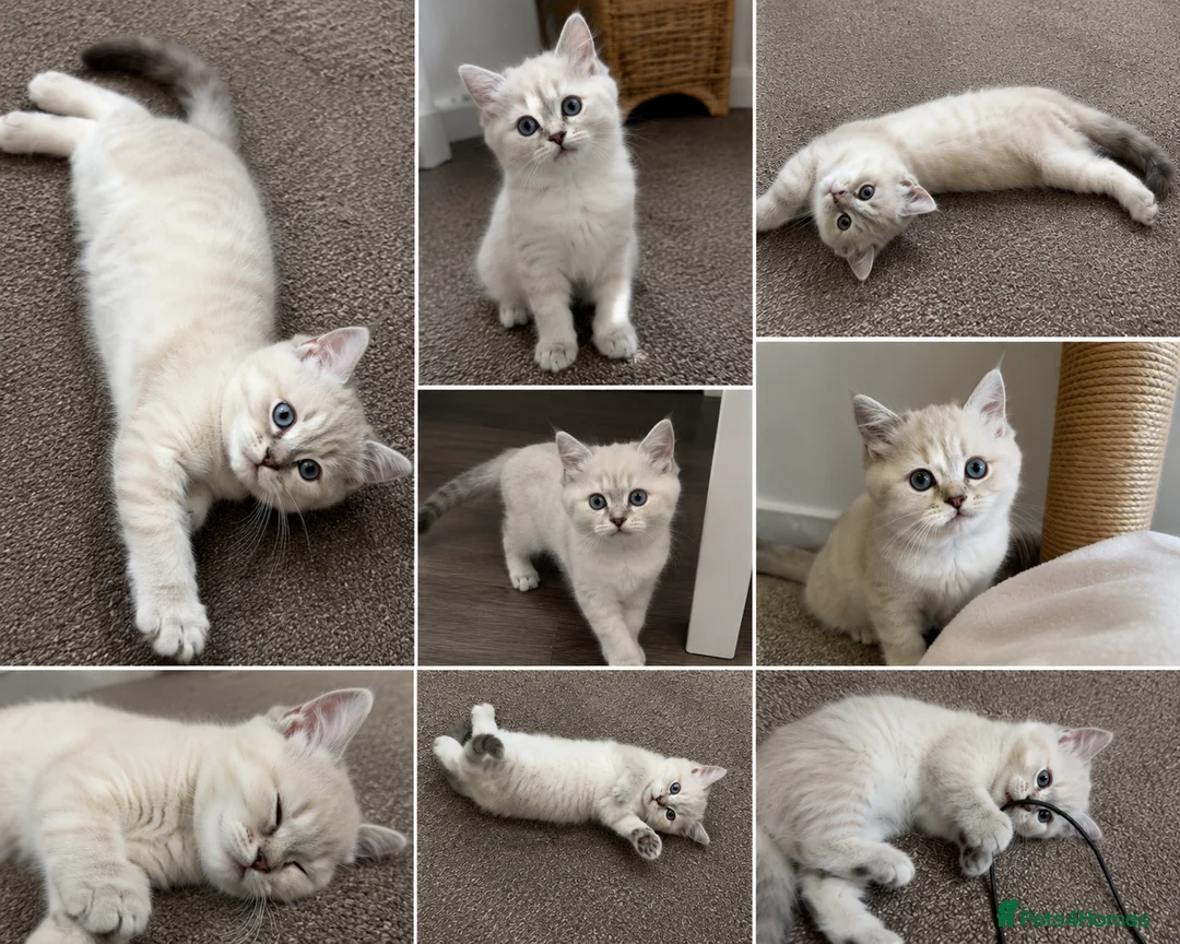 British Shorthair cats for sale: Beautiful Ragdoll Kittens Available - Advert 1