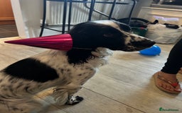 Sprocker dogs for sale: Lovely friendly Sprocker - Image 2