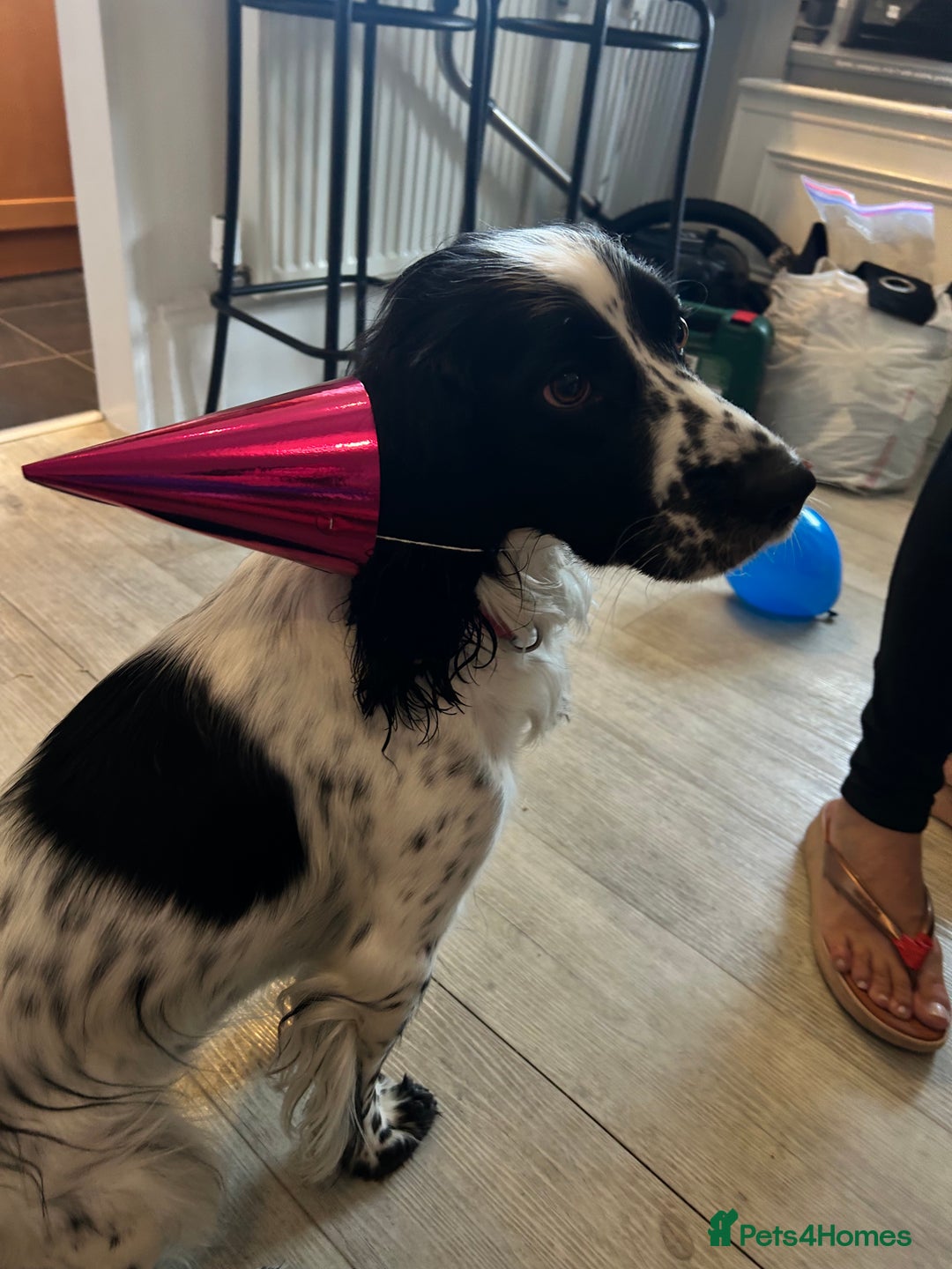 Sprocker dogs for sale: Lovely friendly Sprocker - Image 2