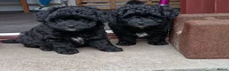 Pomapoo dogs for sale: Pomapoos  - Advert 3