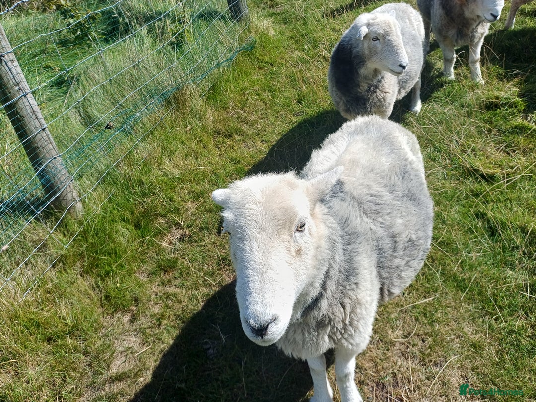 Sheep livestock for sale: Beautiful Herdwick Sheep - Lambs and Shearlings - Image 6