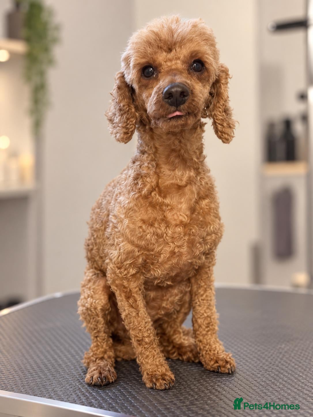 Toy Poodle dogs Stunning red girl toy poodle  - Advert 5