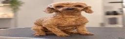 Toy Poodle dogs for sale: Stunning red girl toy poodle  - Advert 1