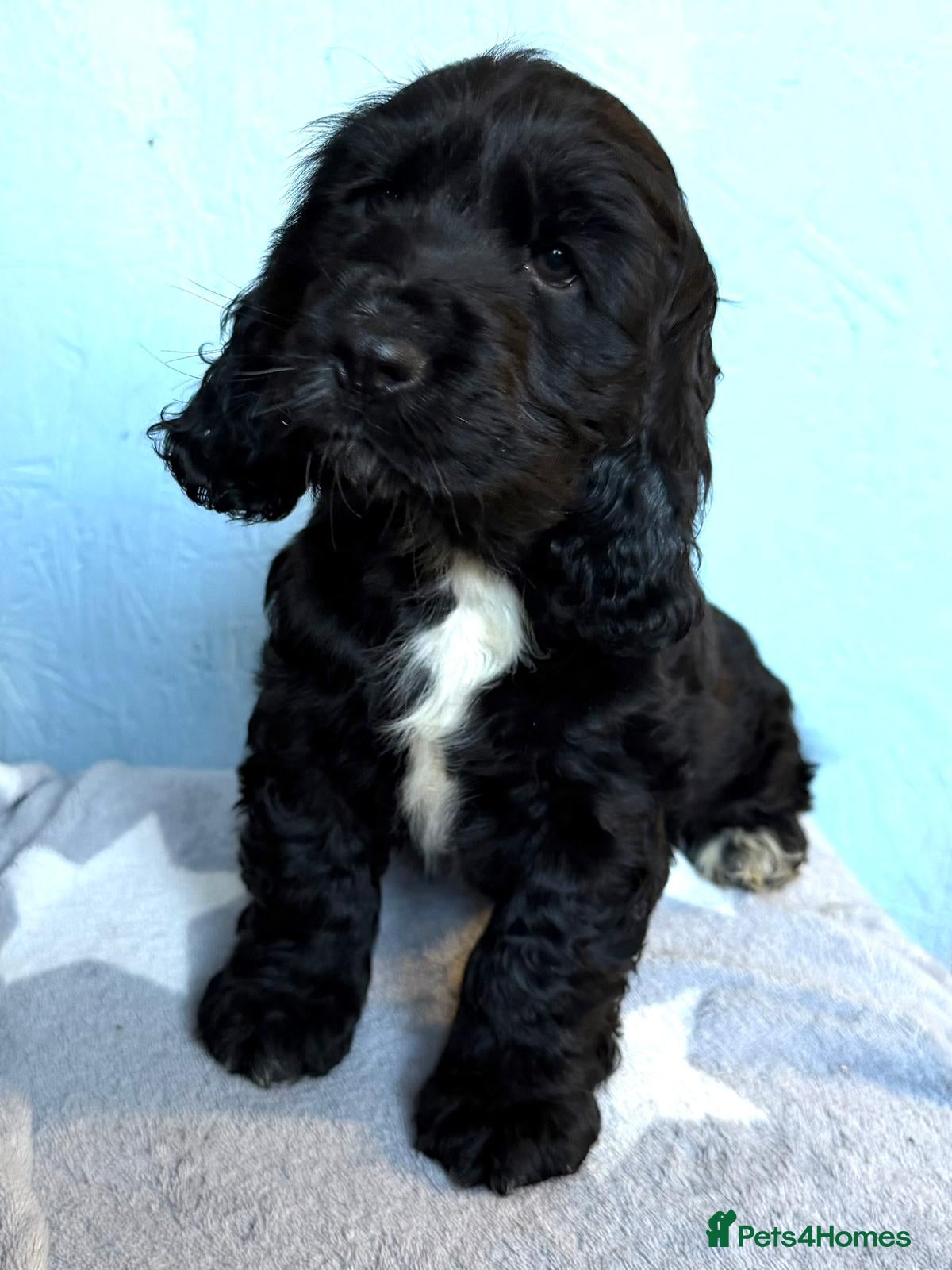 Cocker Spaniel dogs Show type Cocker Spaniel puppy, Dna tested parents - Advert 3