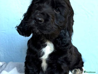 Cocker Spaniel dogs Show type Cocker Spaniel puppies - Advert 1