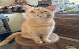 British Longhair cats for sale: One lovely British Long Hair x Exotic Persian BOY - Image 5