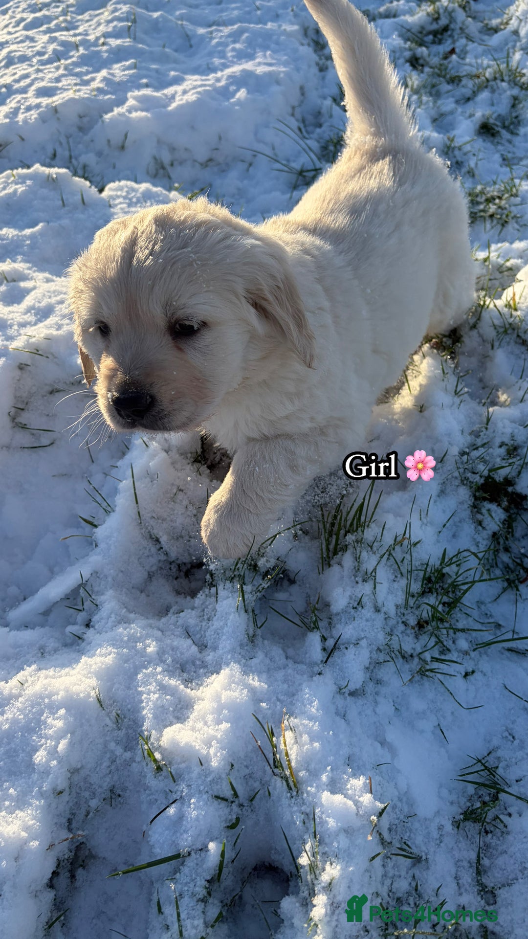 Golden Retriever dogs for sale: 🌸 One gorgeous girl 🌸 - Advert 2