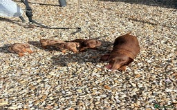 Dachshund dogs for sale: Miniature dashound puppies  - Image 8