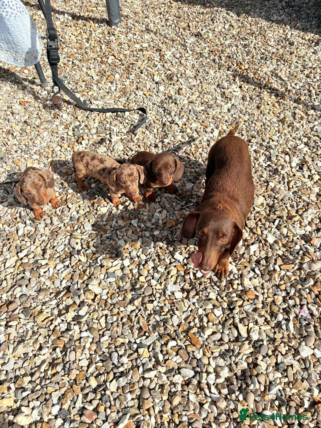 Dachshund dogs for sale: Miniature dashound puppies  - Image 8