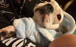 French Bulldog dogs for sale: Molly - Image 4