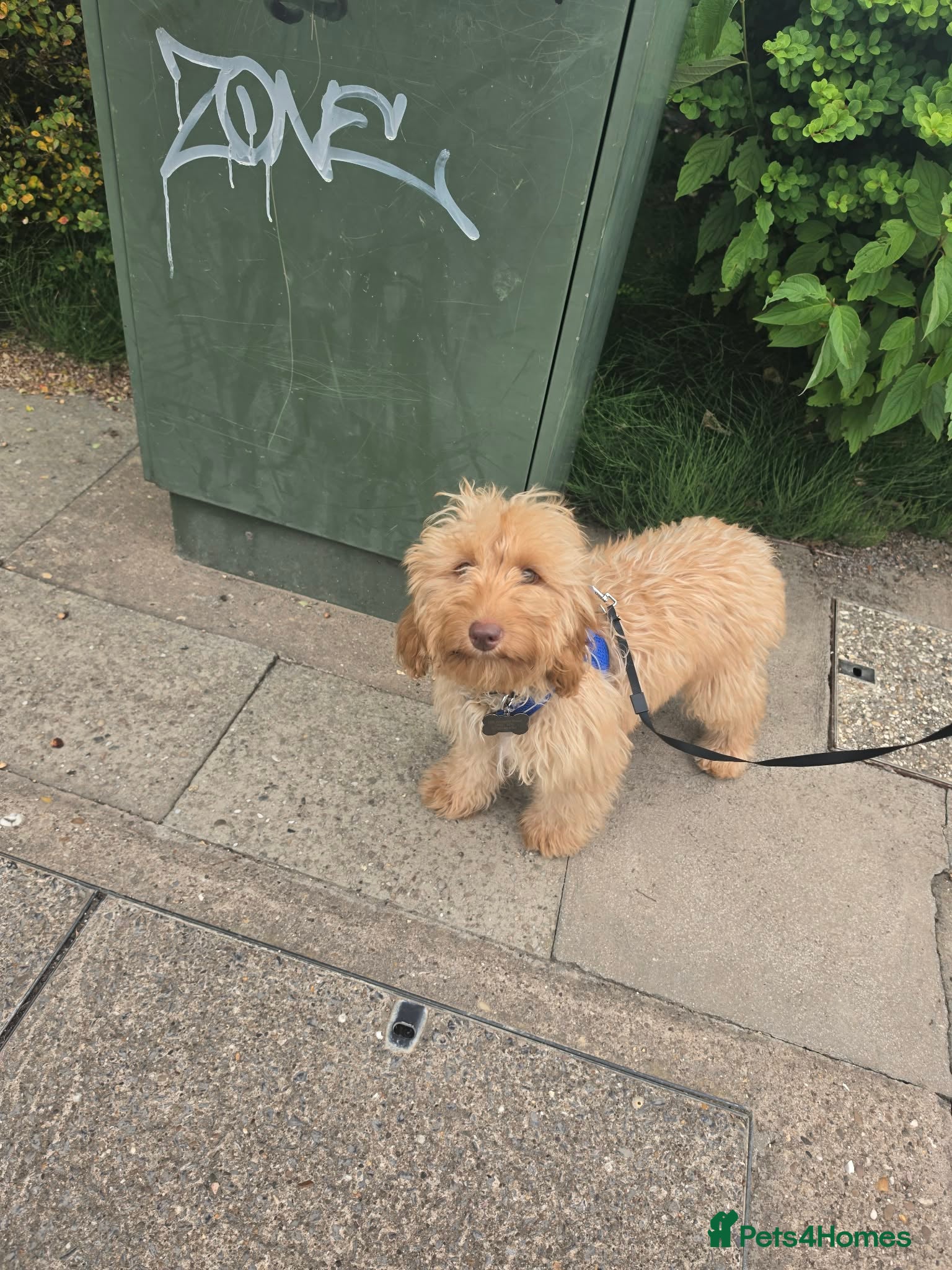 Cockapoo dogs Male Cockerpoo  - Advert 1