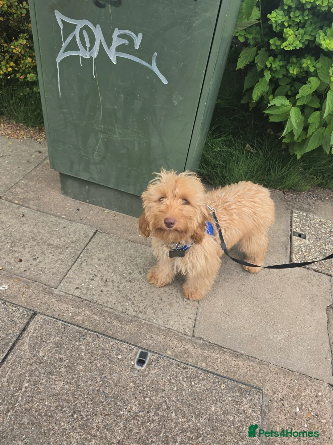Cockapoo dogs for sale: Male Cockerpoo  in Grimsby - Advert 1