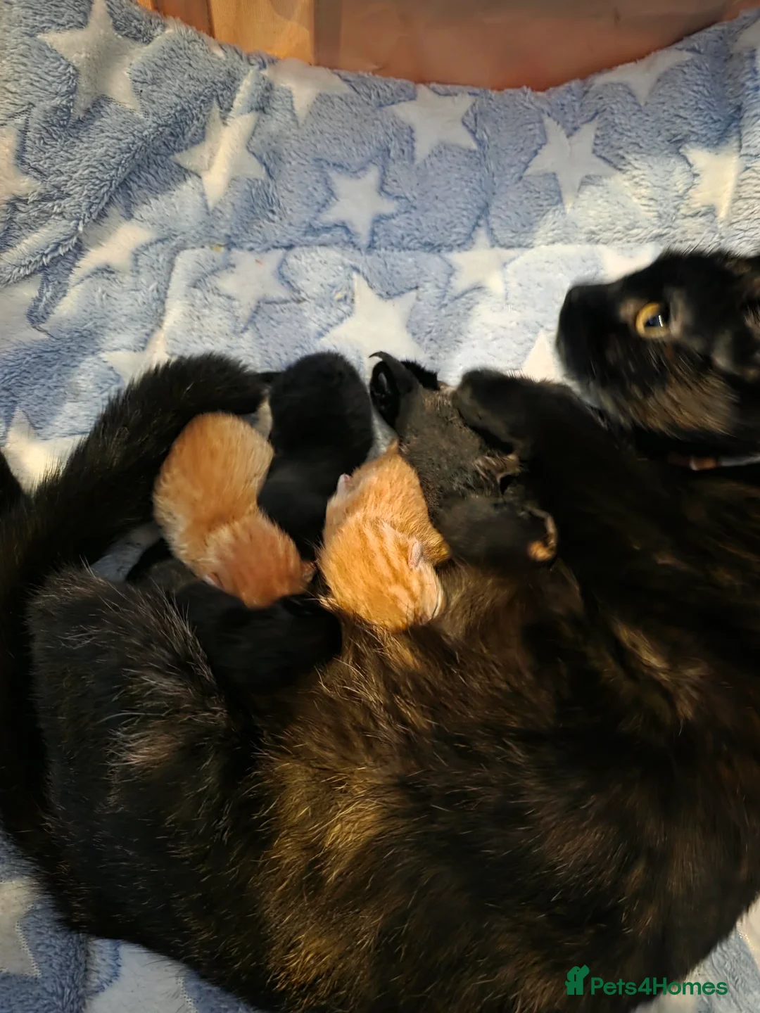 Mixed Breed cats for sale: Kitten green - Advert 2