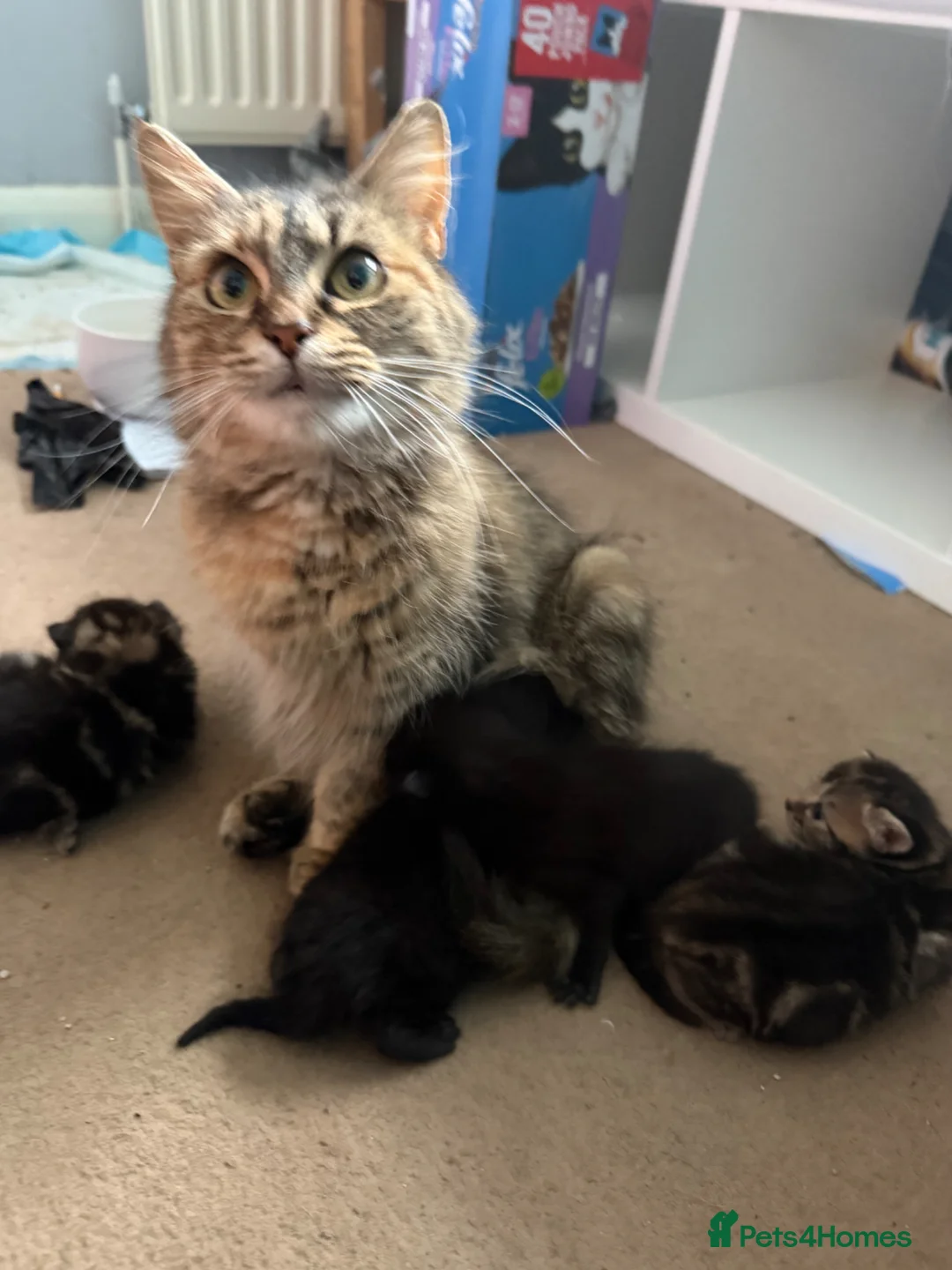 Mixed Breed cats for sale: Black male kitten  - Advert 2