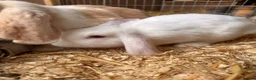 Mini Lop rabbits for sale: 3 white beauty’s for sale NEED TO GO  - Advert 12