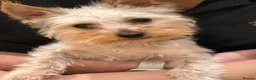 Yorkshire Terrier dogs for stud: KC Registered Blue & Tan Yorkshire Terrier STUD - Advert 6