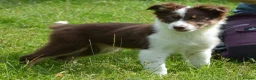 Border Collie dogs for stud: KC/ISDS DUEL REGISTERED HEALTH TESTED FOR STUD in Boston - Advert 5