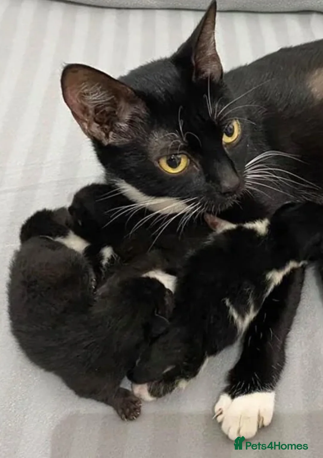 Domestic Shorthair cats for sale: Cute kitten with a moustache awaiting forever home - Advert 4