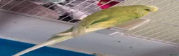 Budgerigars birds for sale: Exhibition budgie show budgie  in Birmingham - Advert 14