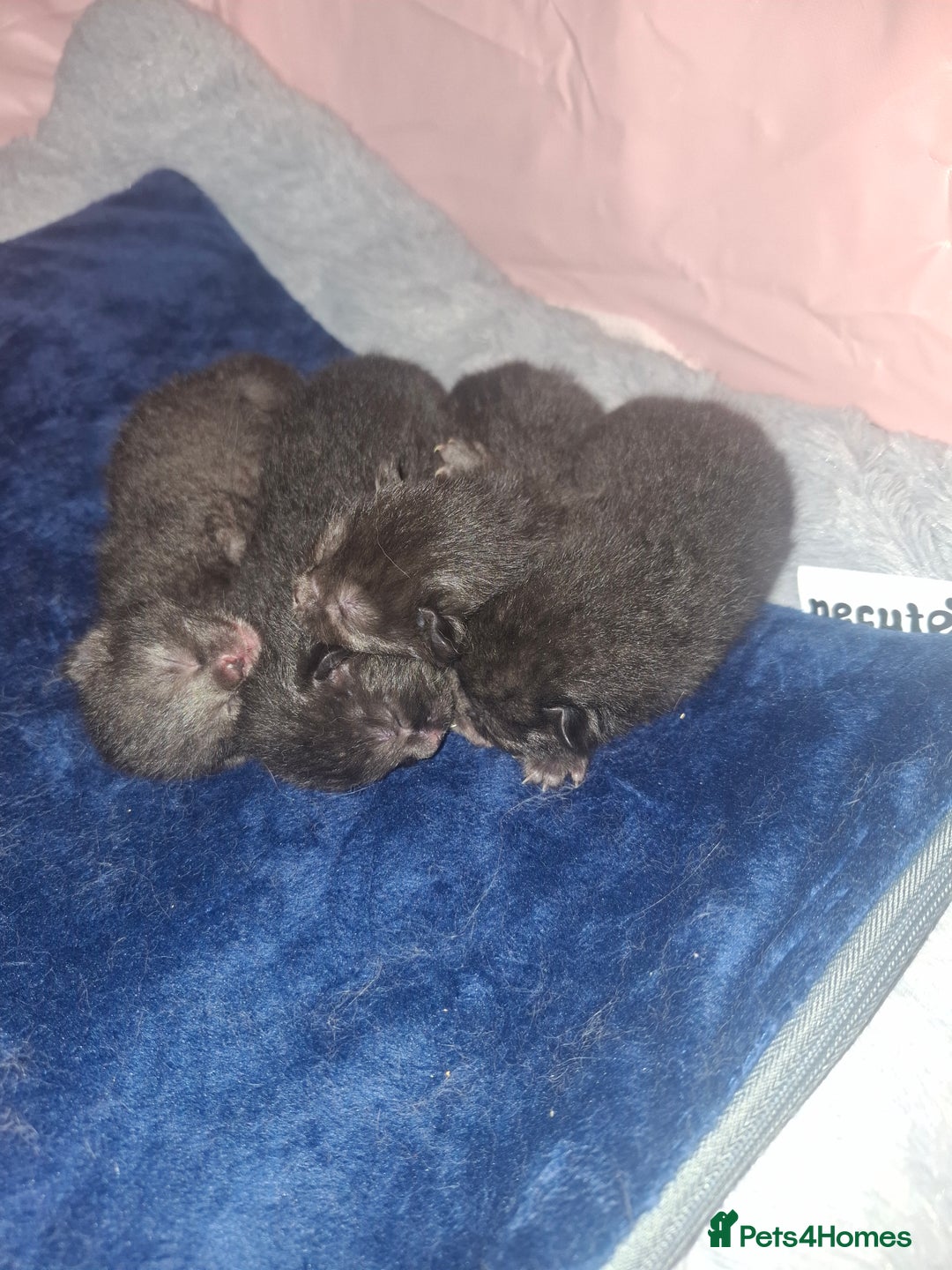 Mixed Breed cats for sale: British short hair mixed  - Advert 7