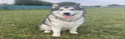 Alaskan Malamute dogs for adoption: Teddy (Alaskan Malamute) in Southampton - Advert 7
